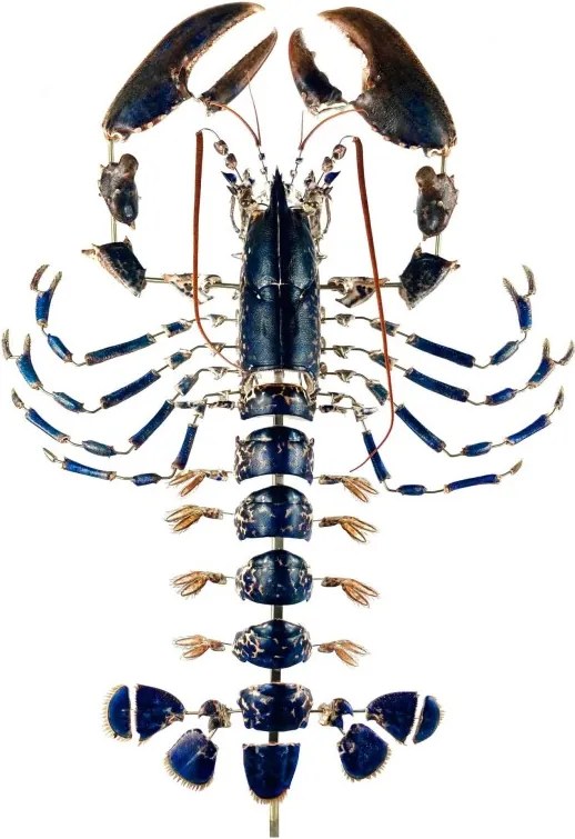 Homar albastru Homarus gammarus