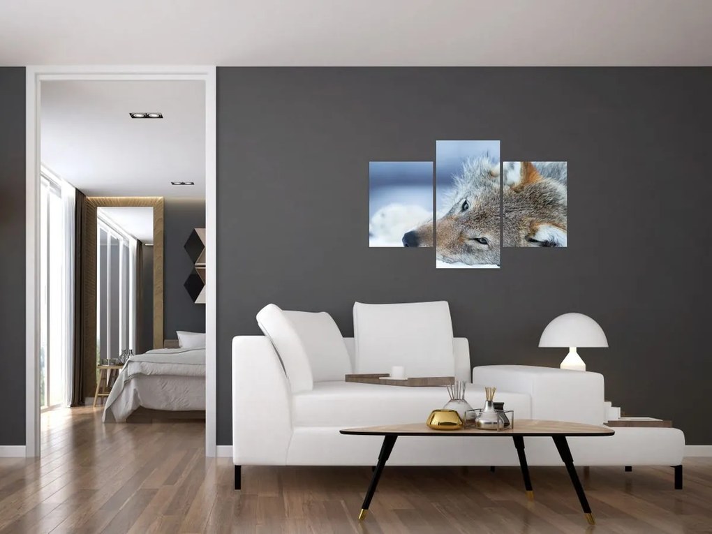 Tablou - Lup (90x60 cm)