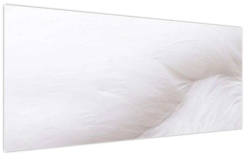 Tablou - Detalii pene (120x50 cm)