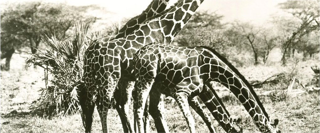 Tablou - Girafe, de epocă (120x50 cm)