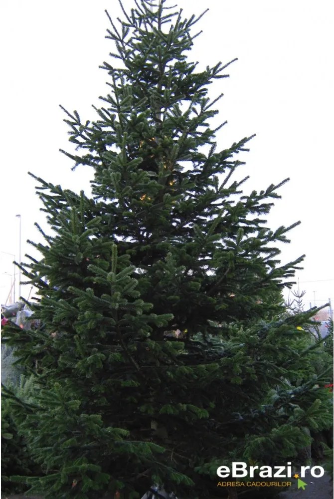 Brad natural de Craciun nordmann TOP PREMIUM 450-500 cm