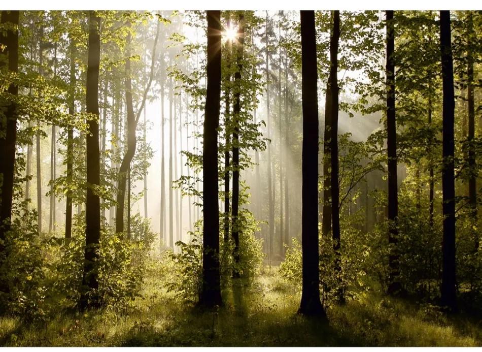 Imagine de fundal foto XXL Pădure de dimineață 360x 270 cm, 4 părți