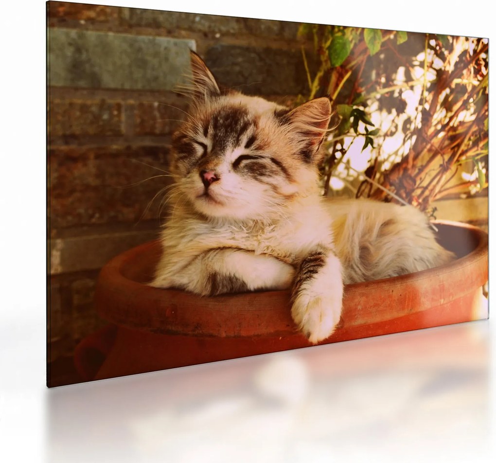 Tablou pe sticlă cu pisica în ghiveci (70x50 cm)