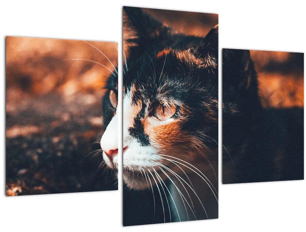 Tablou - Privirea pisicii (90x60 cm)