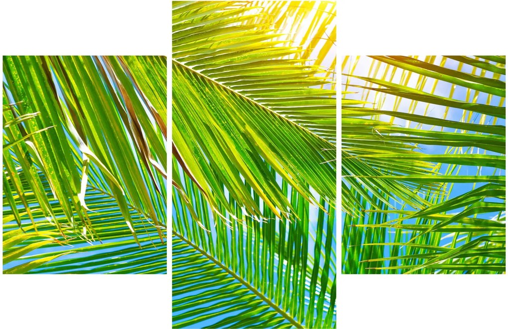 Tablou - Frunze de palmier (90x60 cm)