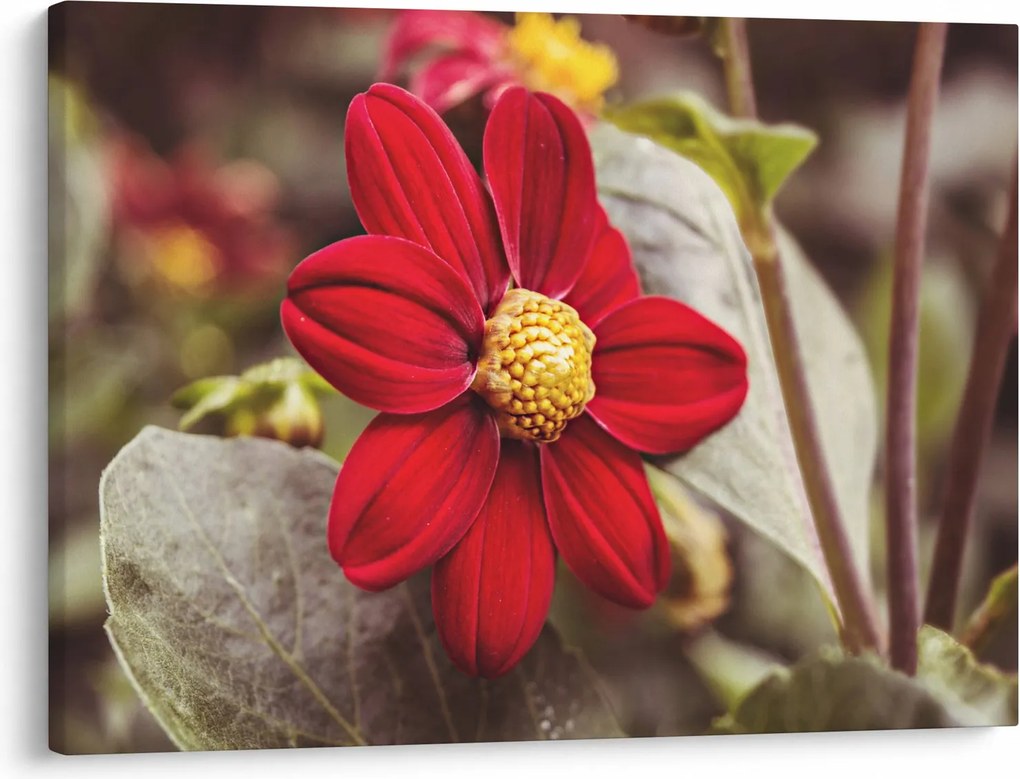 Tablou cu floare (70x50 cm)