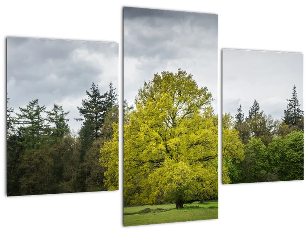 Tablou - Copac verde în câmp (90x60 cm)