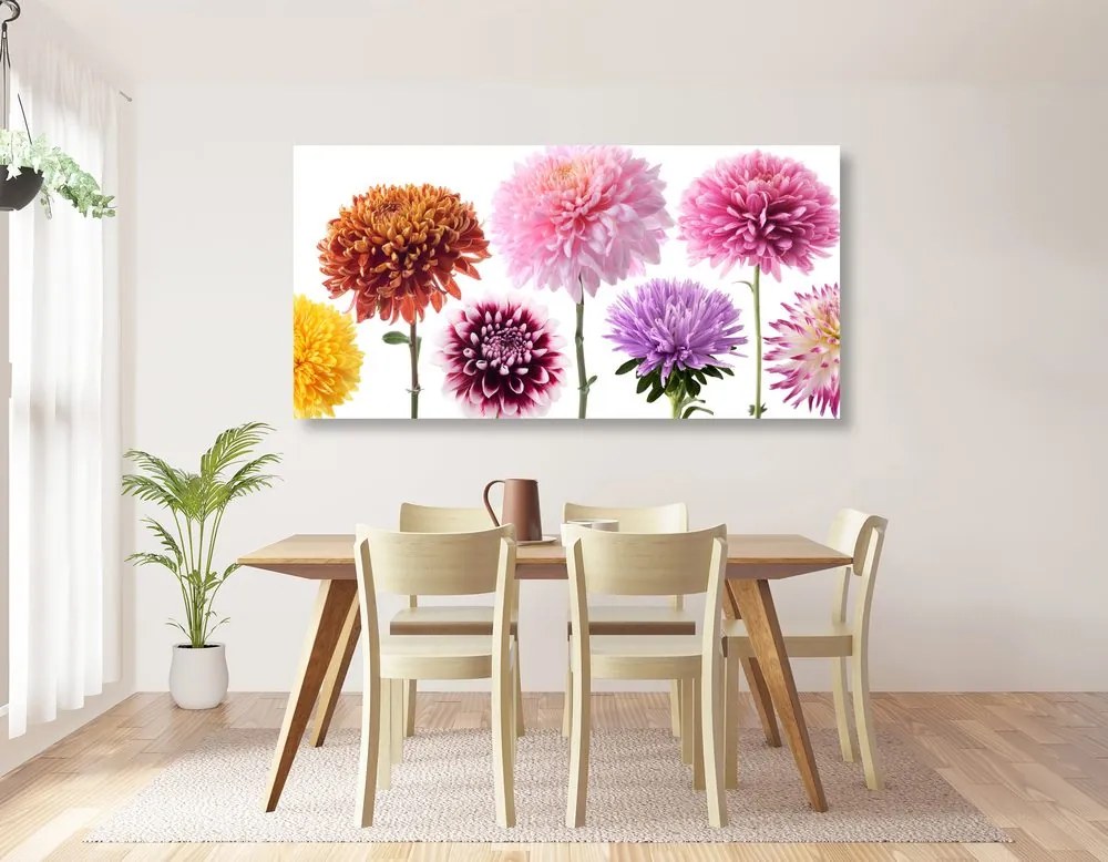 Tablou flori de dalia într-un design divers