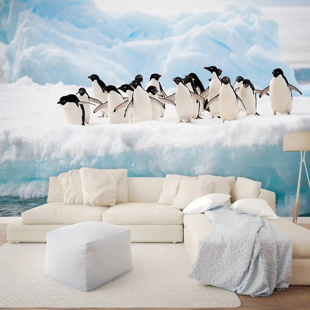 Fototapet - Pinguini (254x184 cm)