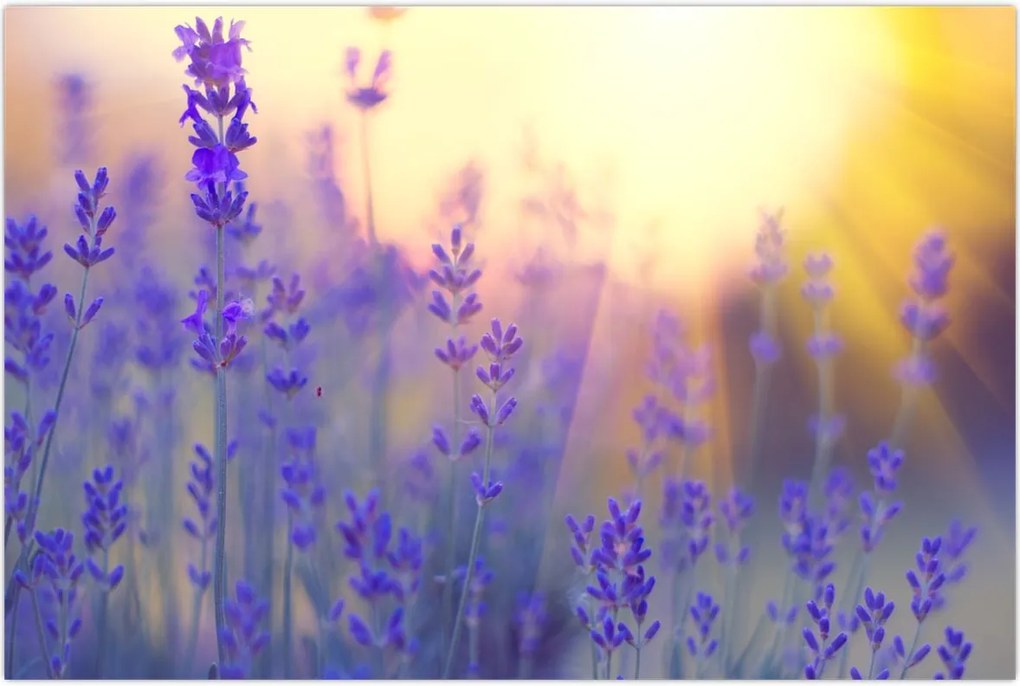 Tablou - Levănțică (90x60 cm)