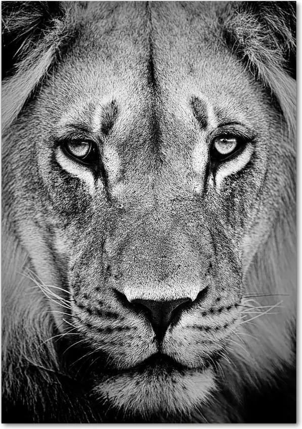Tablou pe acril Portret de un leu