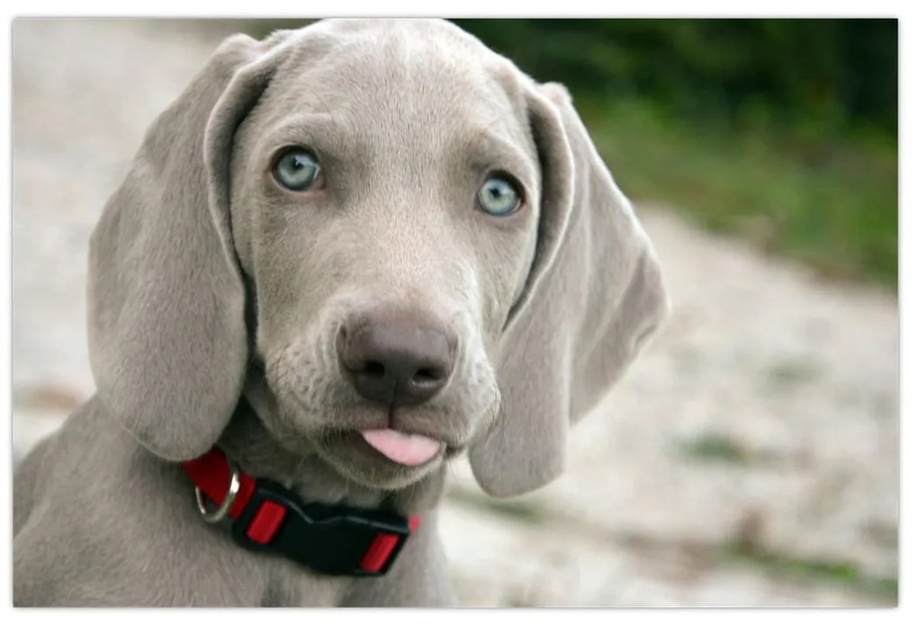 Tablou - cățeluș weimaraner (90x60 cm)