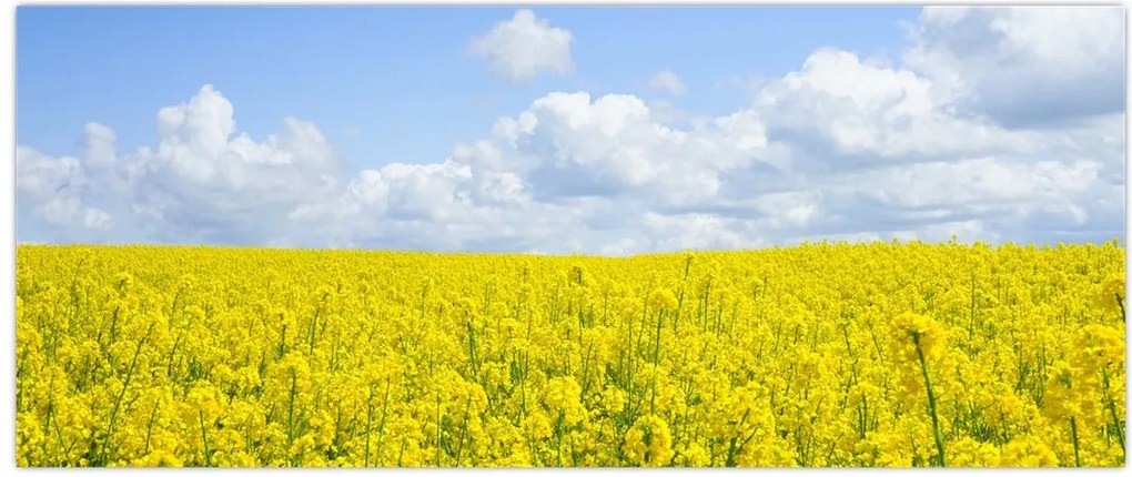 Tablou - Câmp galben (120x50 cm)