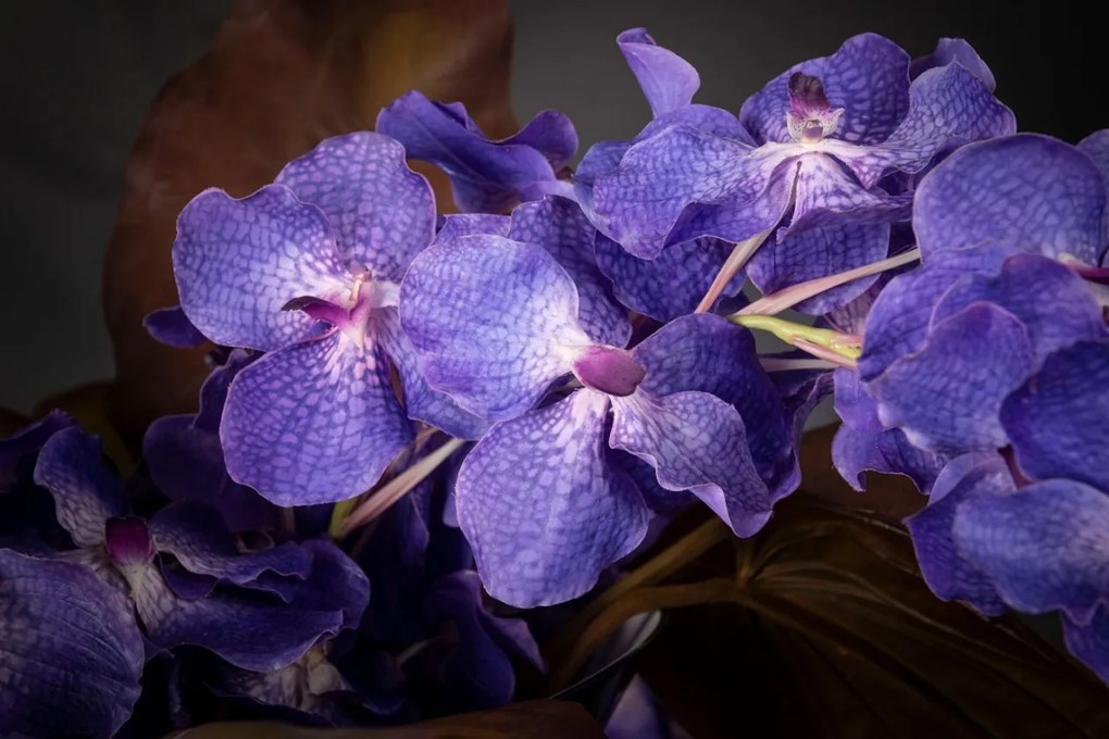 Aranjament floral mediu design LUX VANDA HEART LEAF, dia 90cm