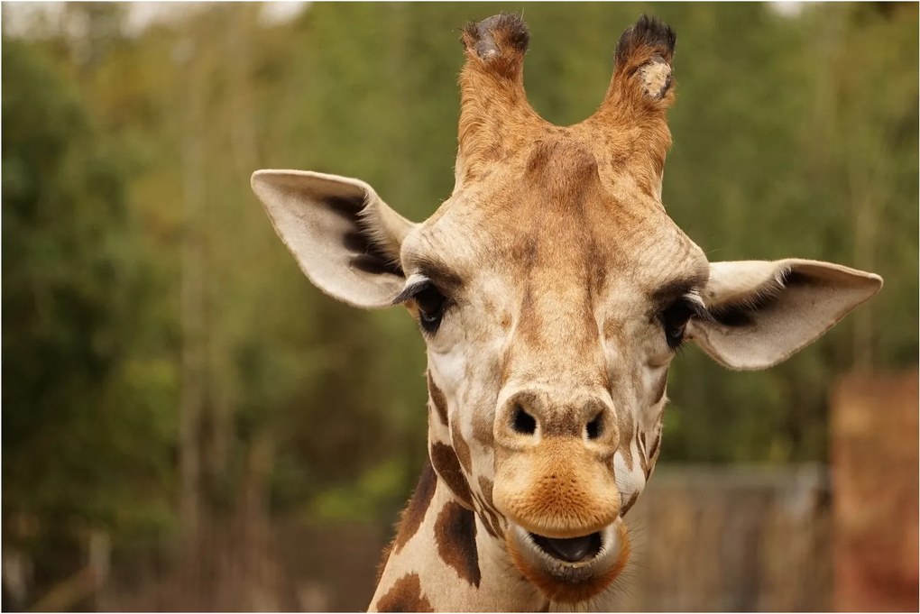 Tablou girafe (90x60 cm)