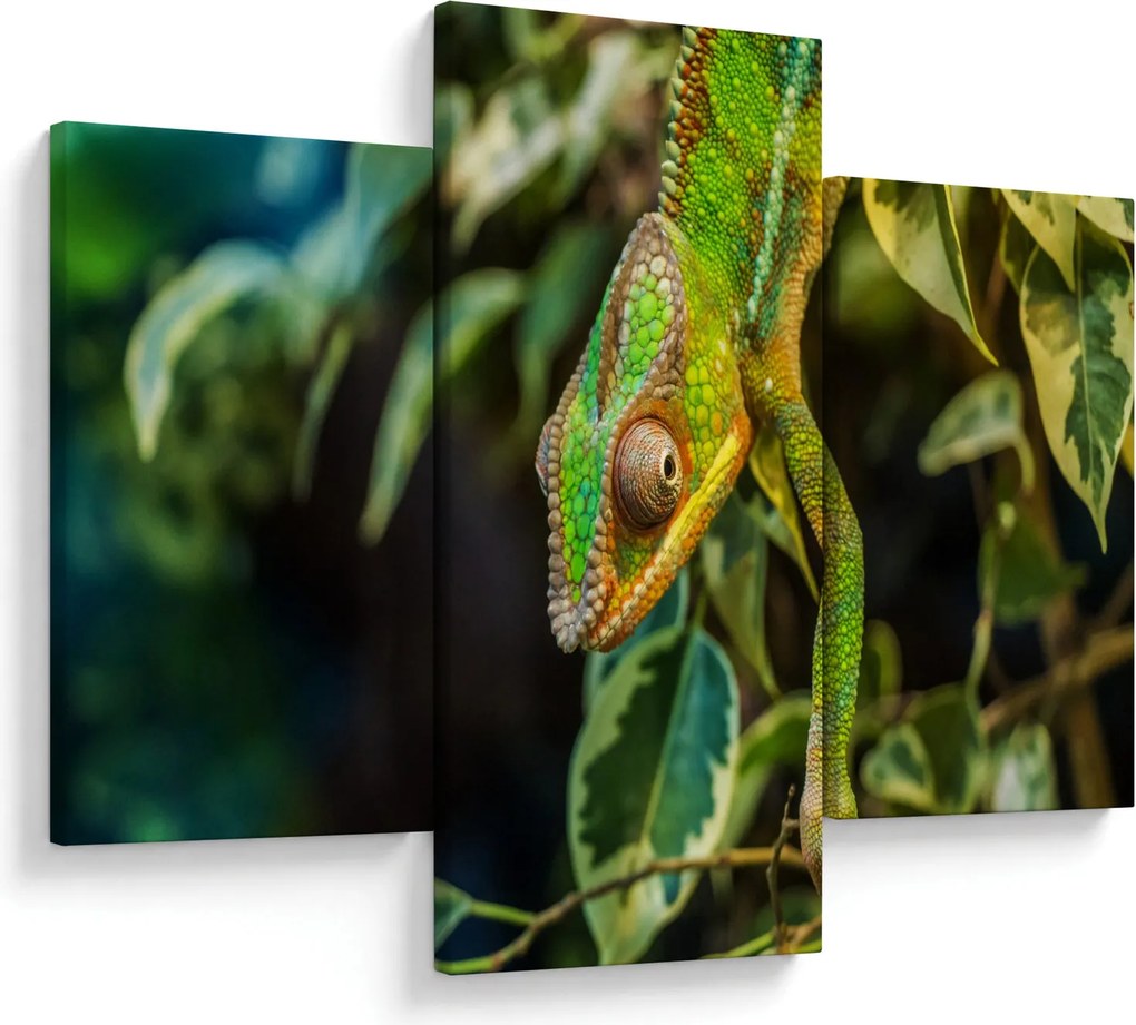 Tablou cu cameleon (90x60 cm)