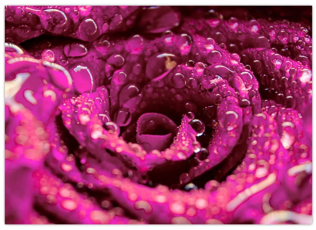 Tabloul cu floarea trandafirului roz (70x50 cm)