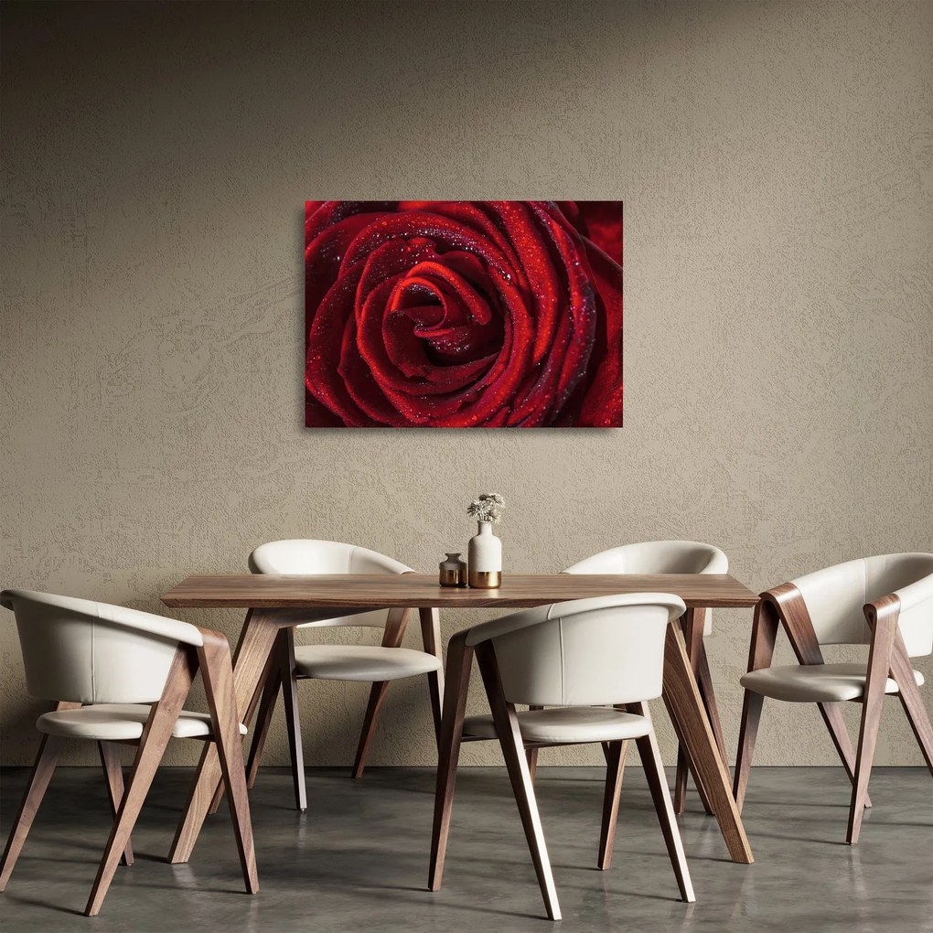 Tablou pe sticlă - Trandafir roșu cu picături de rouă (70x50 cm)