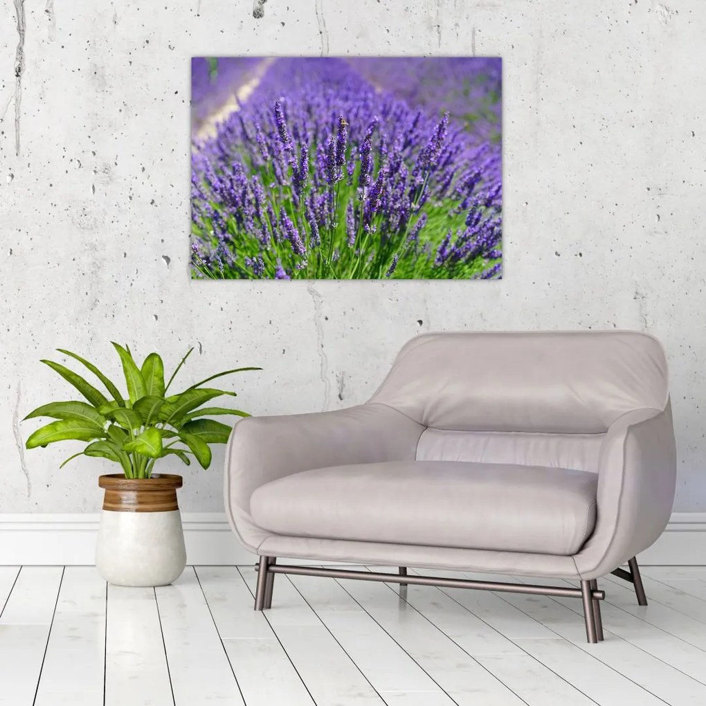 Tablou - lavanda (70x50 cm)