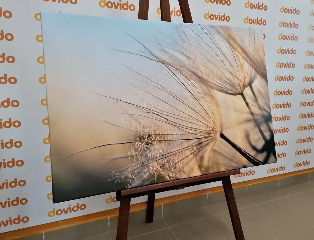 Tablou păpădie pe câmp la răsărit de soare