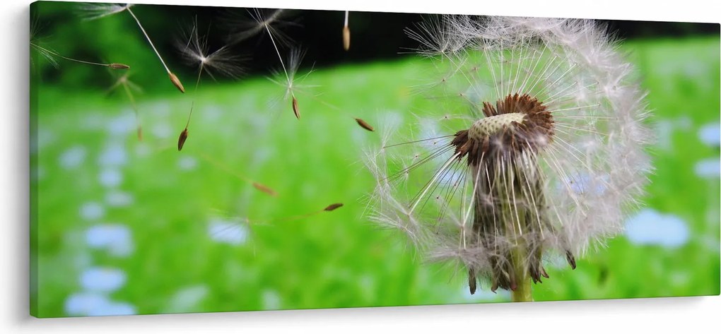 Tablou cu păpădie (120x50 cm)