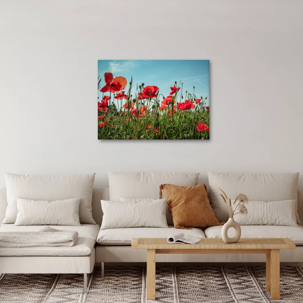 Tablou - Pe câmpul cu maci (70x50 cm)