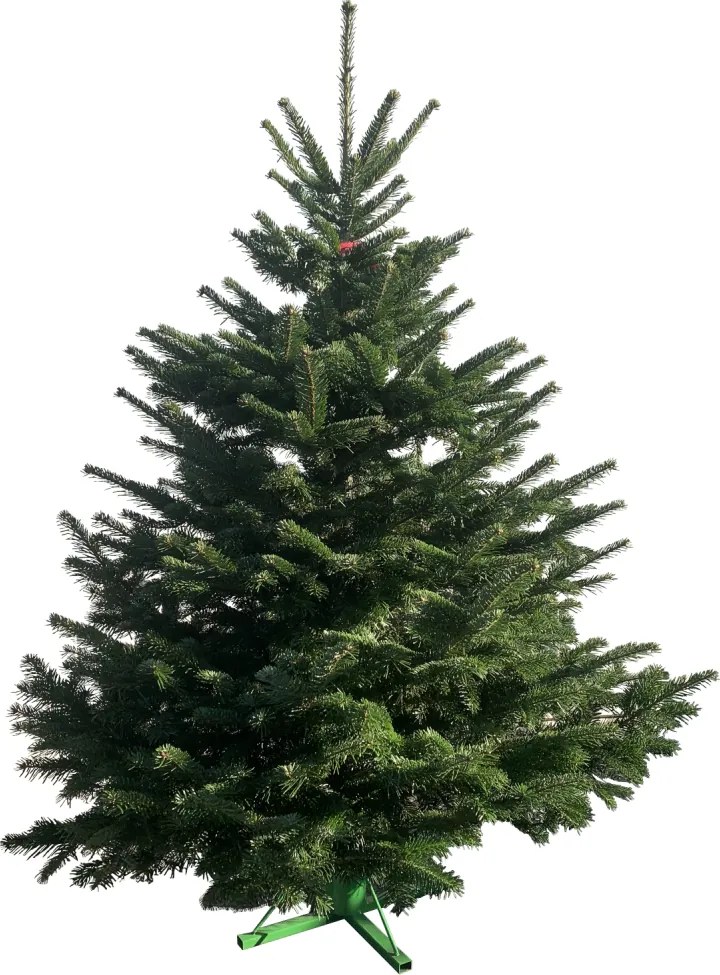 Brad natural de Craciun Nordmann Premium 175-200 cm