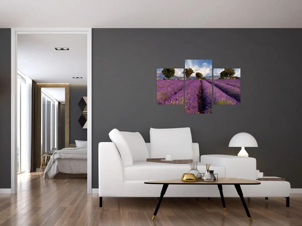 Tablou - câmp de lavandă și munți (90x60 cm)