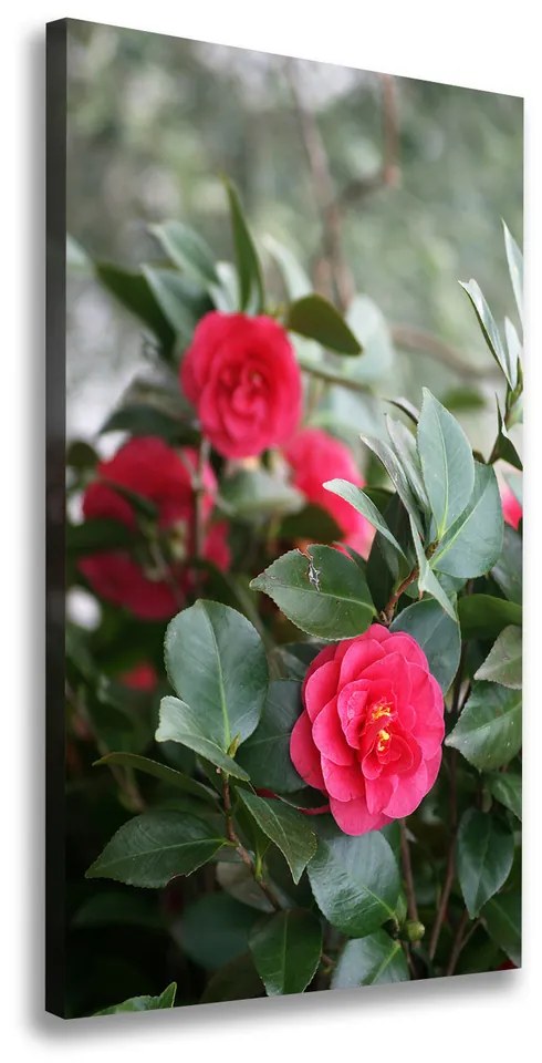 Print pe canvas Camelia