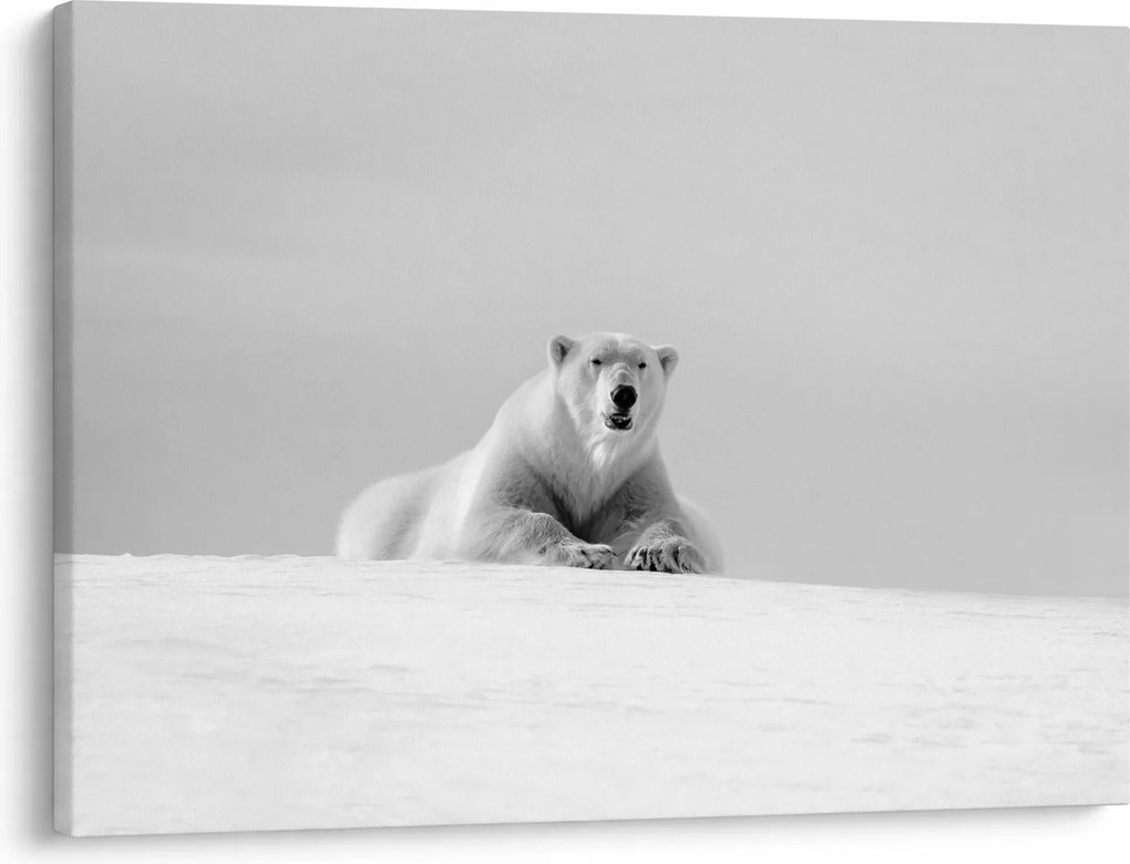 Tablou - Urs polar,alb-negru (70x50 cm)