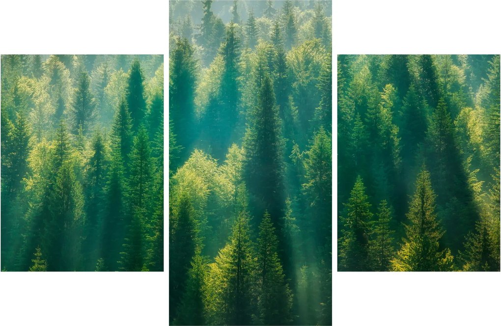 Tablou - Pădurea de brazi (90x60 cm)