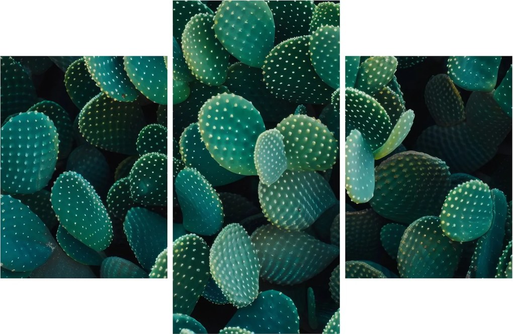 Tablou - Opuntia (90x60 cm)