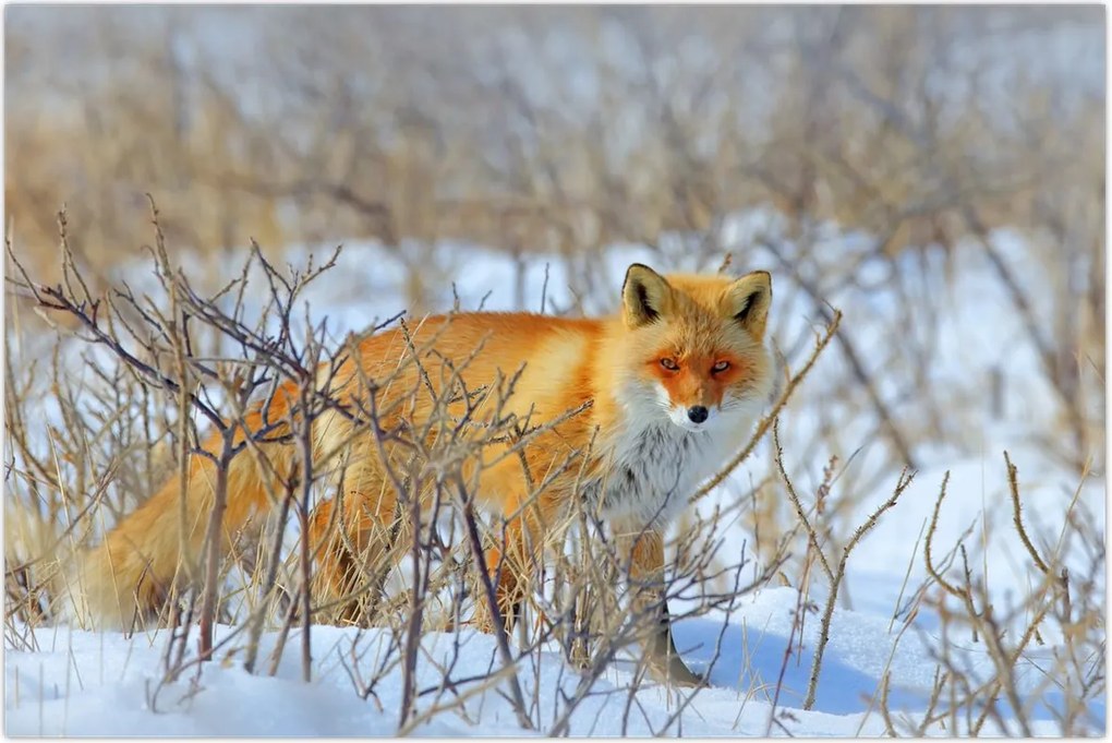 Tablou - Vulpe (90x60 cm)