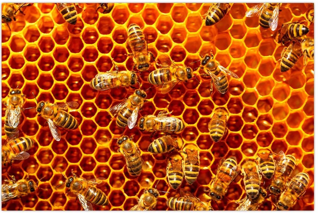 Tablou - Fagure de miere (90x60 cm)