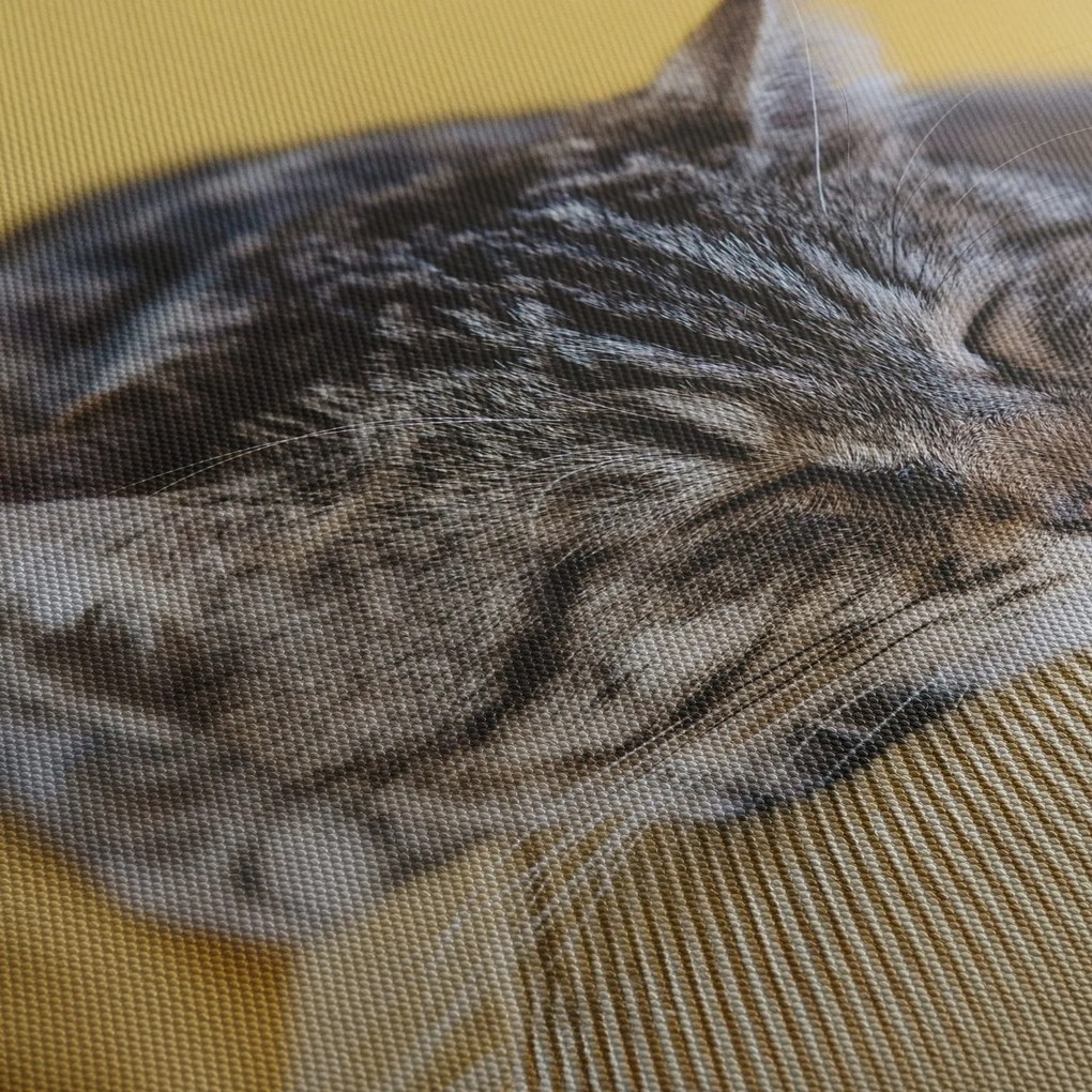 Tablou cu pisica pe fotoliu (70x50 cm)