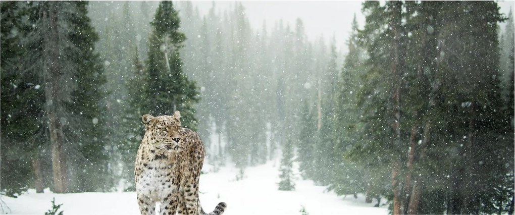 Tablou cu leopard în zăpadă (120x50 cm)
