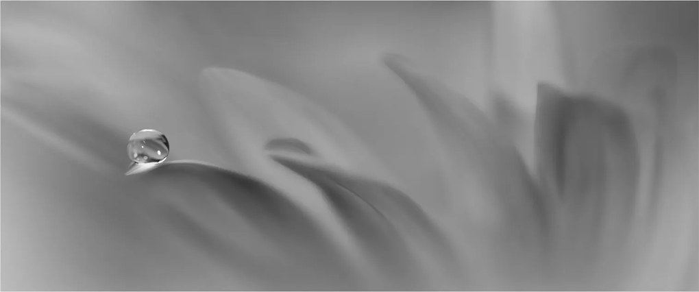 Tablou - Picătură pe floare,alb-negru (120x50 cm)
