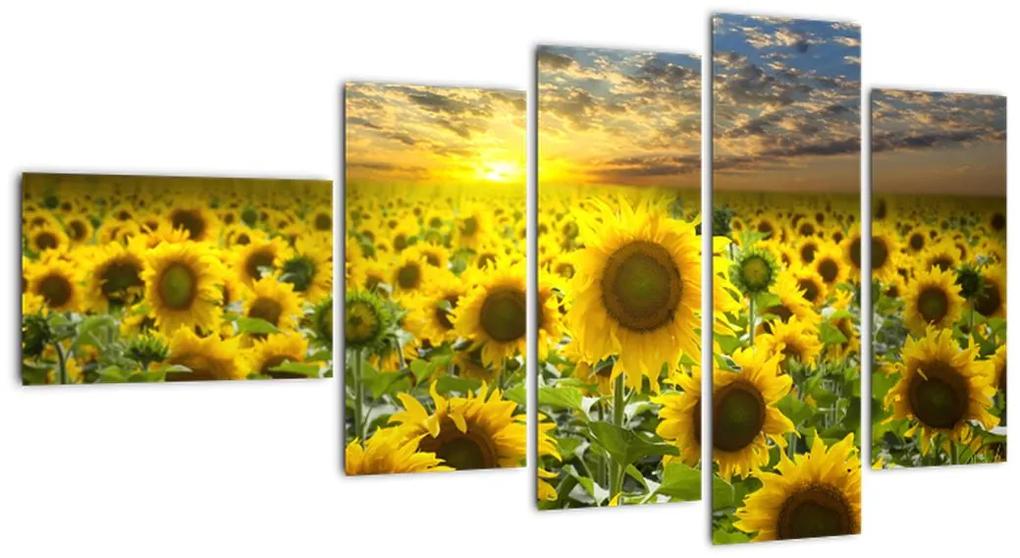 Tablouri - floarea-soarelui (110x60cm)