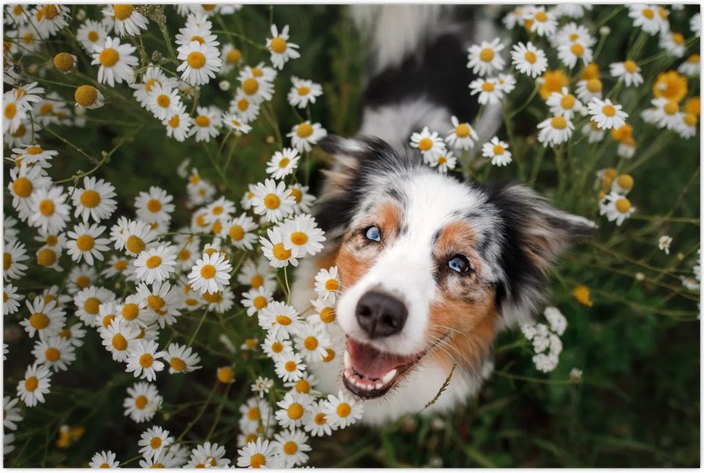 Tablou - Ciobănesc australian (90x60 cm)
