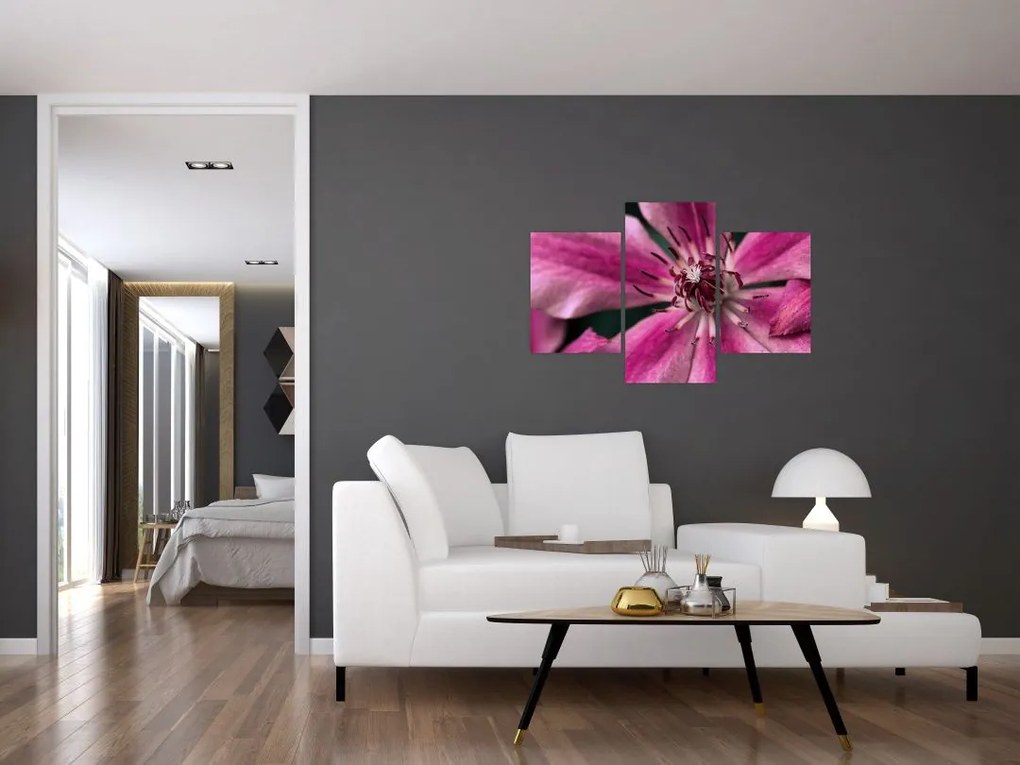 Tablou cu floarea roz de clematis (90x60 cm)