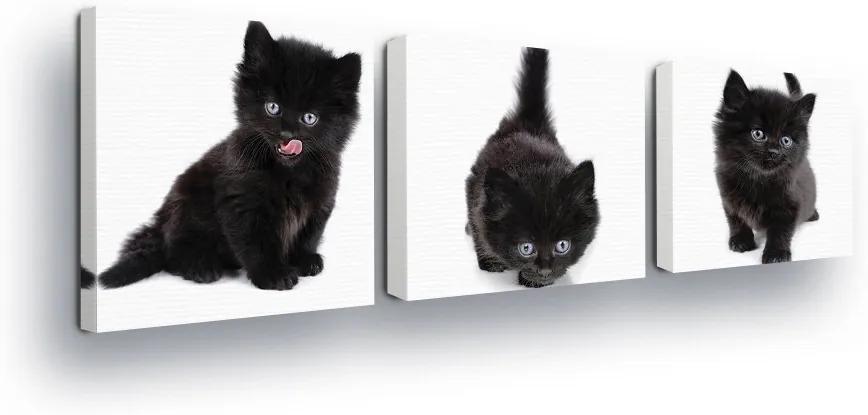 GLIX Tablou - Black and White Kittens 3 x 25x25 cm