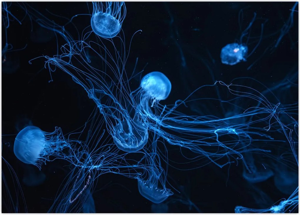 Tablou - Meduză (70x50 cm)