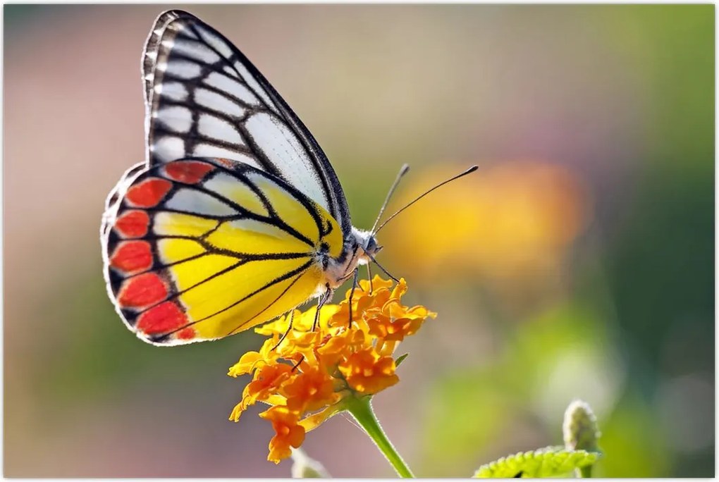 Tablou - Fluture pe floare (90x60 cm)