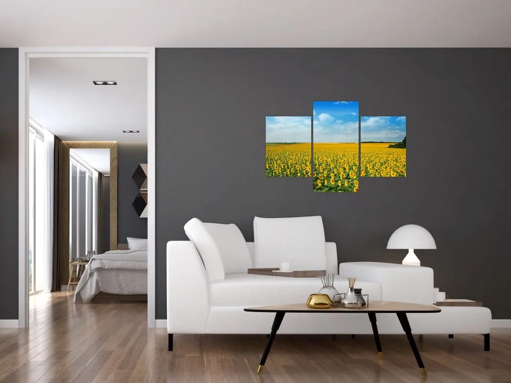 Tablou - câmp cu floarea soarelui (90x60 cm)