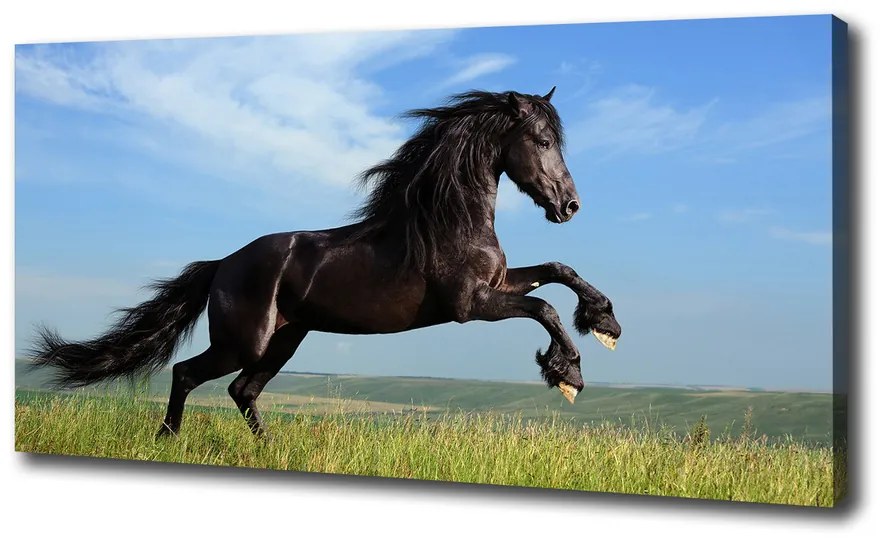 Print pe canvas Cal negru pe pajiște