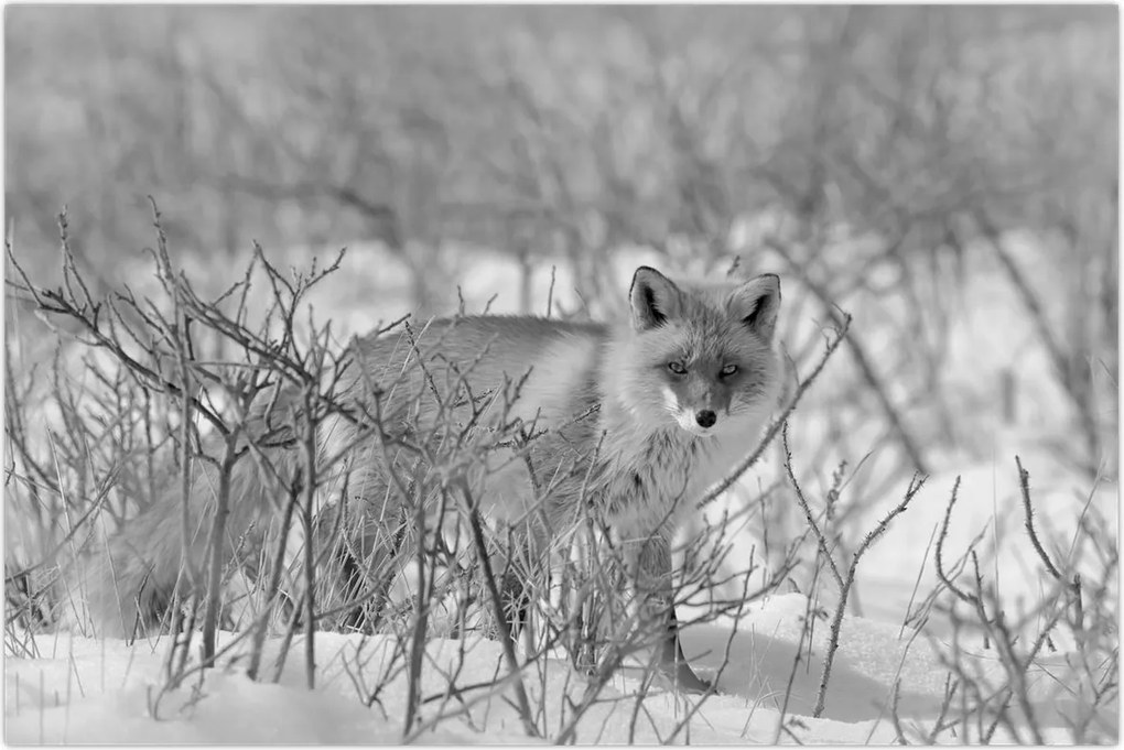 Tablou - Vulpe,alb-negru (90x60 cm)