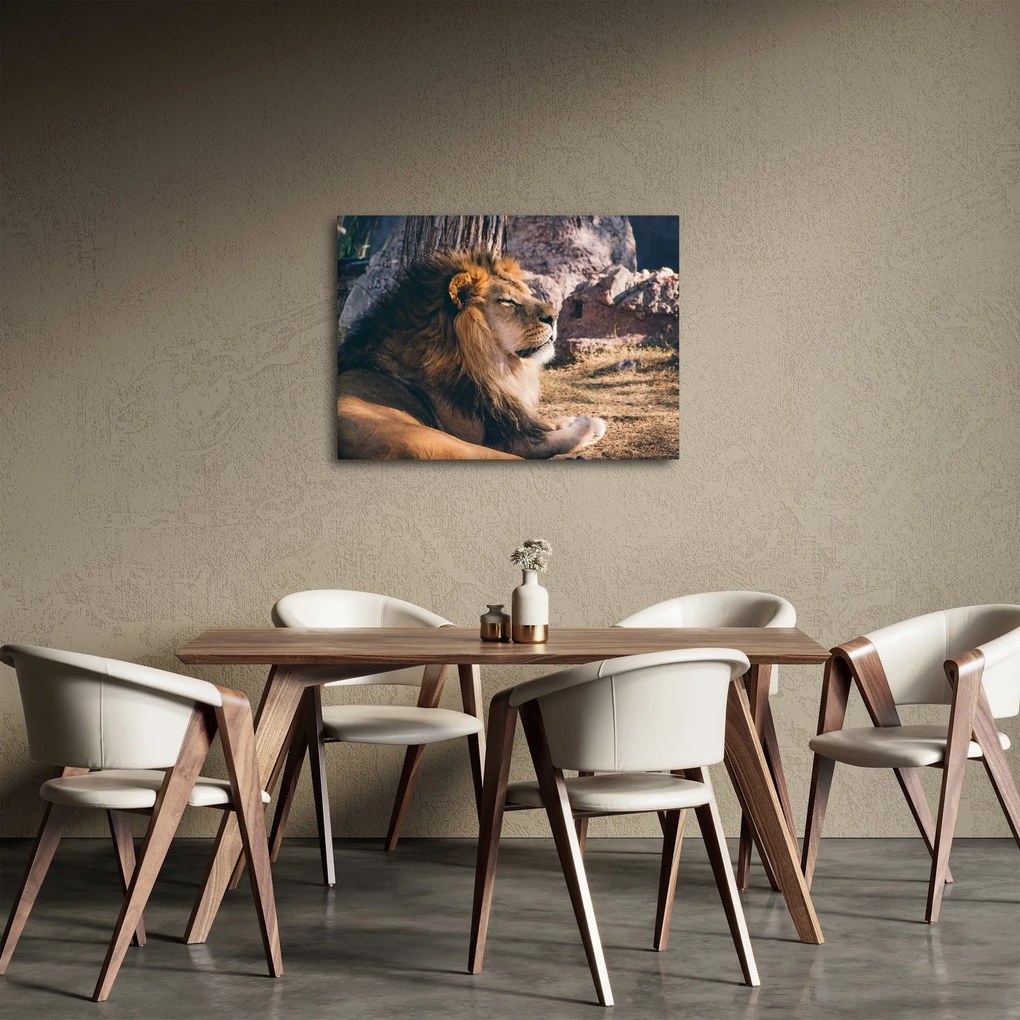Tablou cu leul dormind (70x50 cm)