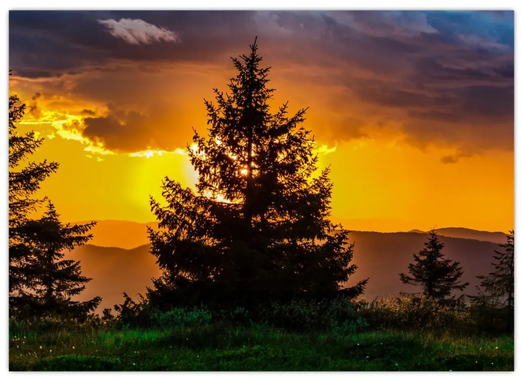 Tablou - coniferi (70x50 cm)