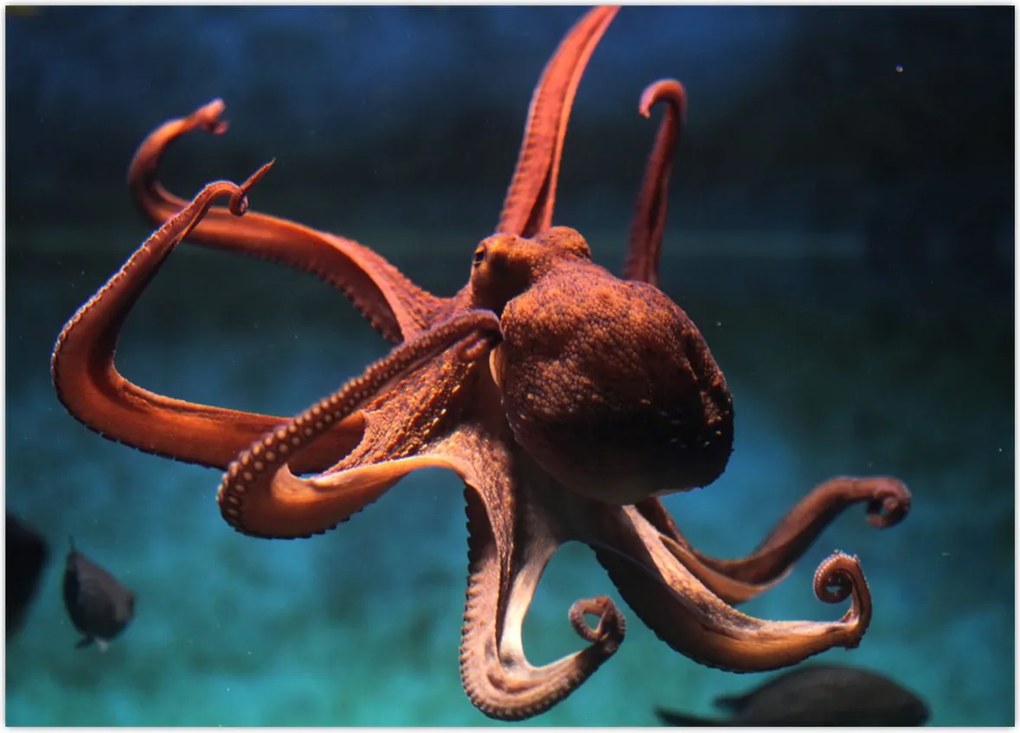 Tablou - Caracatiță (70x50 cm)