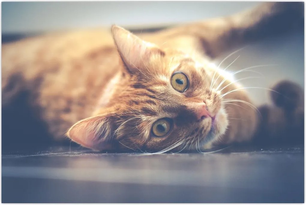 Tablou - Pisici pe podea (90x60 cm)